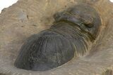 Paralejurus Trilobite Fossil - Atchana, Morocco #312796-5